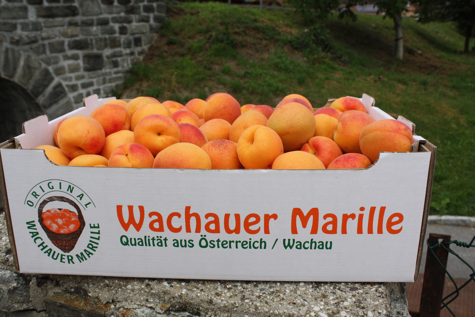 Wie erkenne ich Wachauer Marillen g.U.? — Wachauer Marille g.U. – Das ...