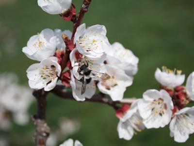 Marillenblüte Nah